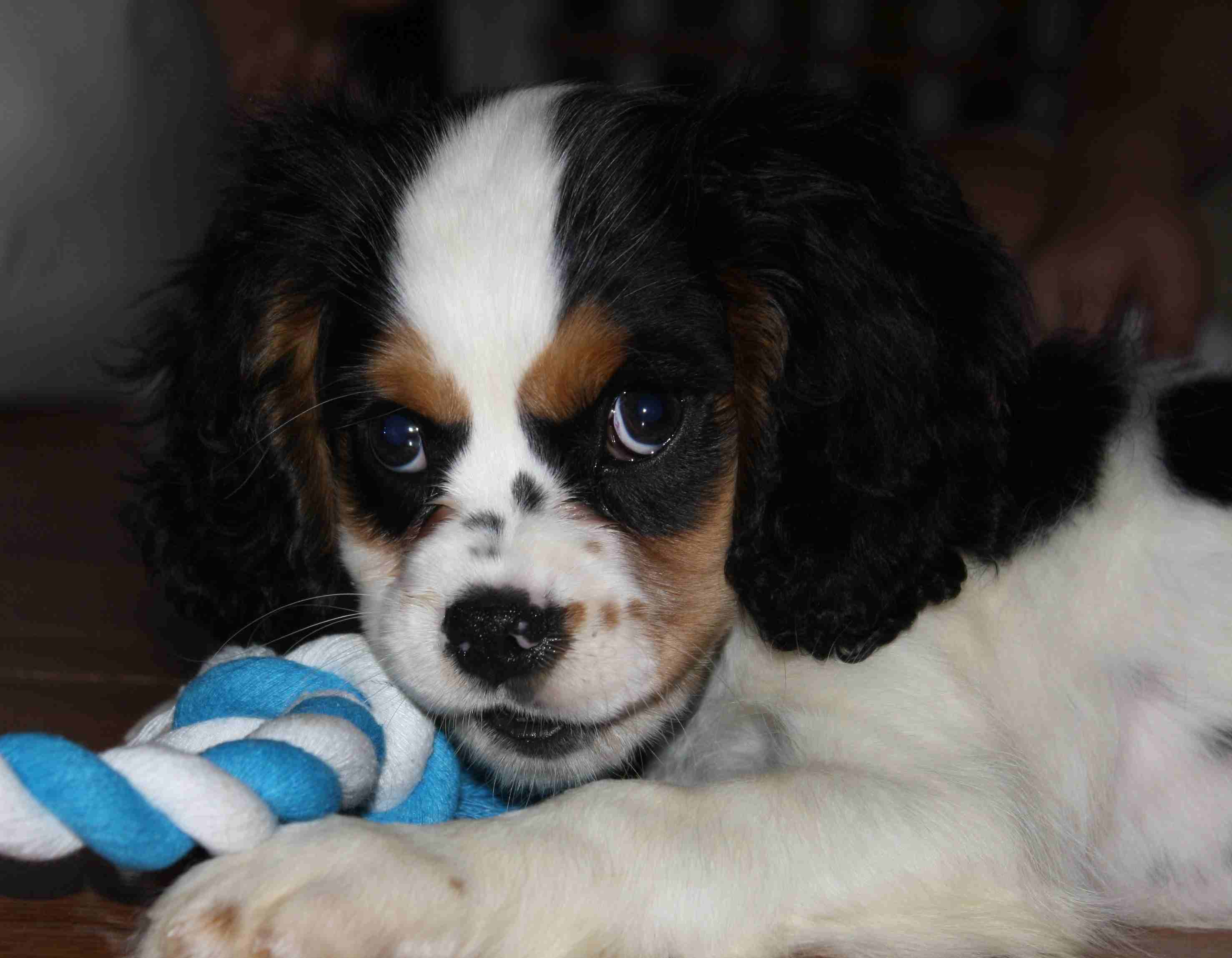 2012-08-16 Gussie.jpg